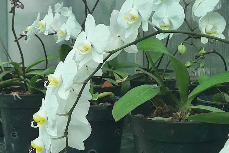 National Research Centre for Orchids, East Sikkim